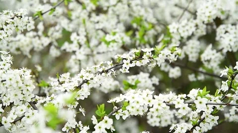 Blooming white shrubs on a spring day. Stock Footage 270305553