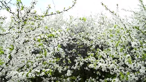 Blooming white shrubs on a spring day. Stock Footage 273197487