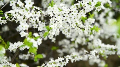 Blooming white shrubs on a spring day. Stock Footage 273197491