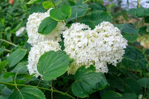 Blooming White Smooth Hydrangea Annabelle Flowers Surrounded by Lush Green .. Stock Photos