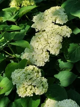 Blooming white smooth hydrangea in a garden, landscape design Foto stock