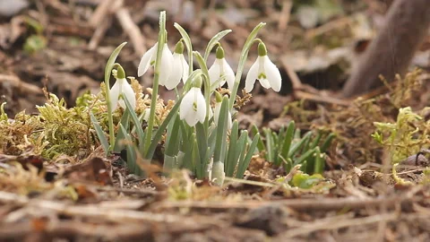 Blooming white snowdrops in the rain in spring Stock Footage 105255967
