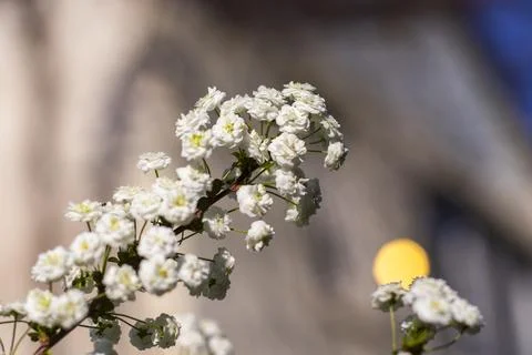 Blooming White Spiraea in Spring Stock-Fotos