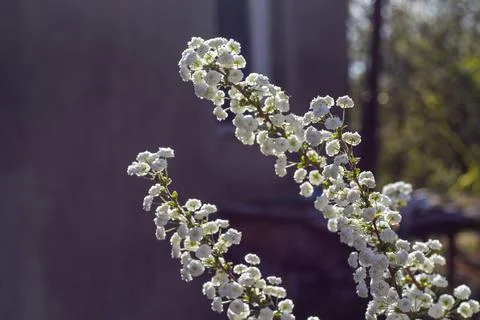 Blooming White Spiraea in Spring Stock Photos
