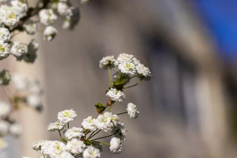 Blooming White Spiraea in Spring Stock Photos