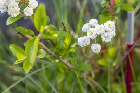 Blooming White Spiraea in Spring Stock Photos