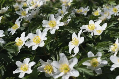 Blooming white spring anemones. Springtime. Selective focus. Horizontal photo Foto stock