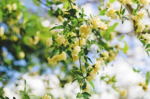 Blooming white spring flowers on the tree Stock Photos