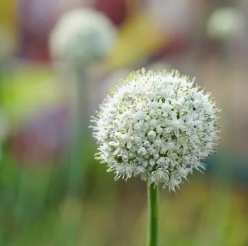 Blooming white spring onion flower in garden Foto stock