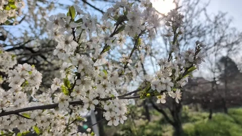 Blooming White Spring Shrub Backlit by Sunlight Stock Footage 336713051