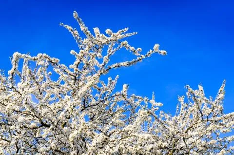 Blooming white spring tree against blue sky Stock Photos