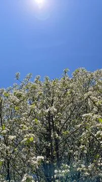 Blooming white spring tree branches against a clear blue sky and bright sun.. Fotos Stock