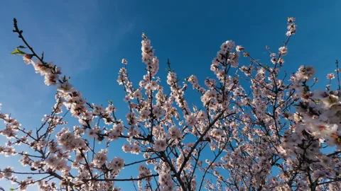 Blooming White Tree In The blue Sky Stock Footage 274349504