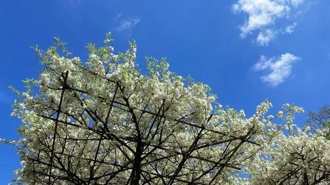 Blooming white tree branches on a supportive wooden trellis structure again.. Stock Photos