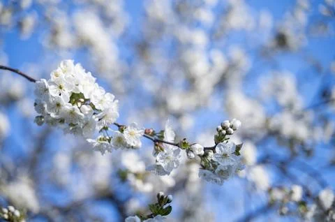 Blooming white tree crown against a bright blue sky background in spring. Full Stock Photos