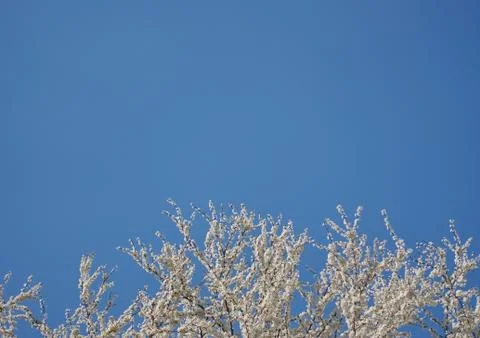 Blooming white tree in front of clear blue sky 库存照片