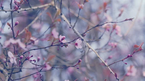 Blooming White Tree In Spring Cherry Plum. Plum Blossoms Are Blooming In Spring Stock Footage 261635722