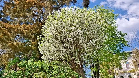 Blooming White Tree in Sunny Spring Garden With Blue Sky View 動画素材 336164515