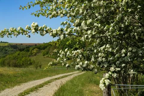Blooming white trees on a background of a spring landscape Stock Photos