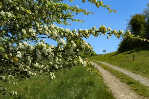 Blooming white trees on a background of a spring landscape Stock Photos