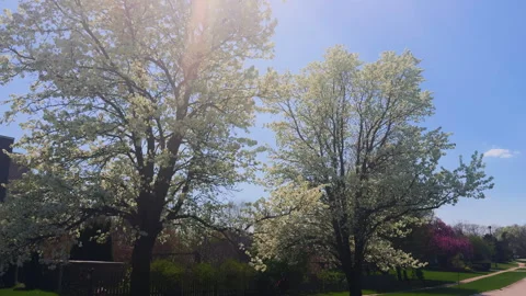 Blooming white trees in spring on sunny time. Public park in USA. Wide move shot Stock-Footage 315522481
