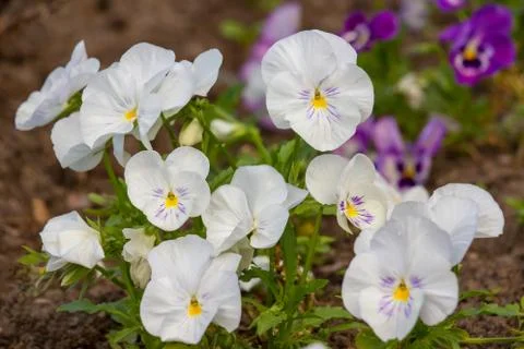 Blooming white viola Stock Photos