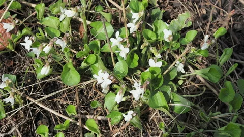 Blooming white violet in the garden. Stock Footage 153025271