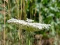 Blooming white wildflower close up beside green field Photo