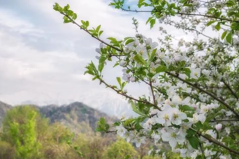 Blooming wild apple tree branches in Almaty mountains, Kazakhstan. Spring lan Stock Photos
