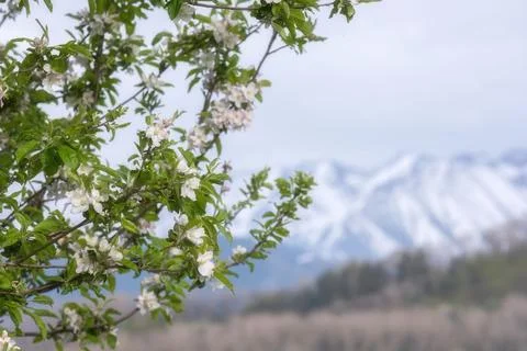 Blooming wild apple tree Malus sieversii in front of snow-capped mountains in Photos