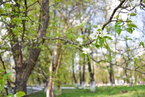 Blooming wild apple tree in the public garden Stock Photos