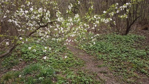 Blooming wild apple tree in spring forest 4k Video stock 129675716