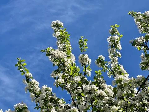 Blooming wild apple tree in spring Petrozavodsk Stock Photos