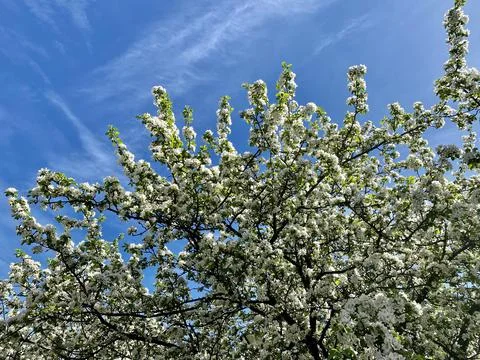 Blooming wild apple tree in spring Petrozavodsk Stock Photos