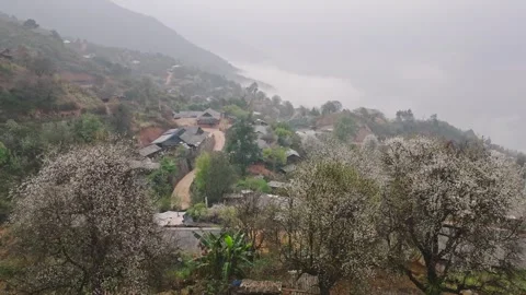 Blooming Wild Apple Trees in Misty Nam Nghiep Village Stock Footage 345379197