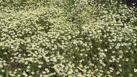 Blooming Wild Chamomile Flowers in Soft Summer Sunlight Stock Footage 342764855