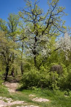 Blooming wild cherry in mountains in the springtime. Stock Photos