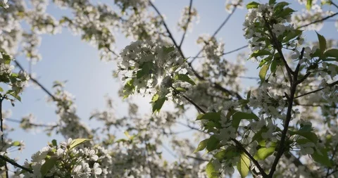 Blooming wild cherry, spring, 4k 스톡 동영상 89646432