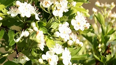 Blooming wild cherry in the steppe. Beetle perched on a flower. Video stock 104091669