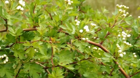 Blooming wild cherry in the steppe. Stock Footage 104091666