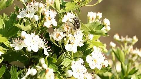 Blooming wild cherry in the steppe. Video stock 104091671