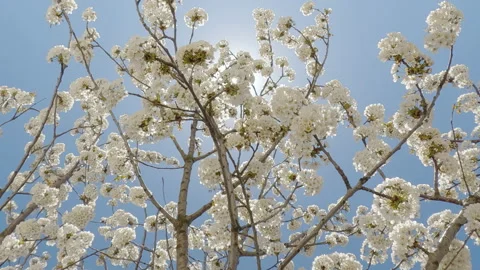 Blooming Wild Cherry tree full of white flowers against blue sky and bright sun Stock Footage 340073422