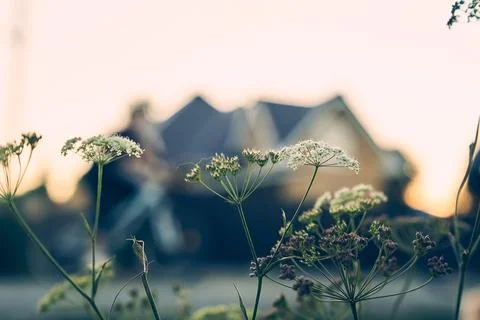 A blooming wild flower with an umbrella head in bright lighting against the Stock-Fotos