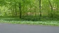 Blooming wild garlic beside road in green mountain range beech forest 4k or 4k+ Resolution