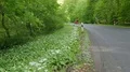 Blooming wild garlic beside road in green mountain range beech forest 4k or 4k+ Resolution