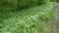 Blooming wild garlic beside road in green mountain range beech forest 4k or 4k+ Resolution