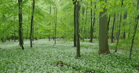 Blooming wild garlic fields in green spring season forest stock footage Stock Footage 236306610