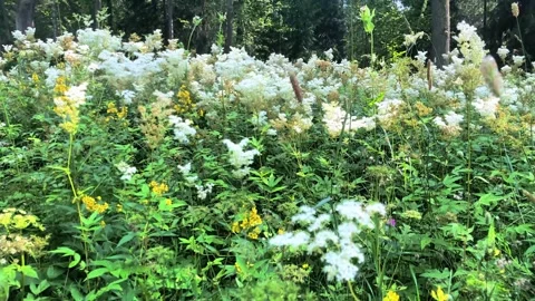 Blooming wild meadow plants in forest lush summer vegetation background Stock Footage 340574816