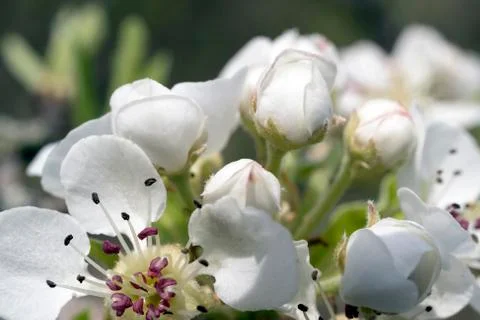 Blooming Wild Pear Stock Photos