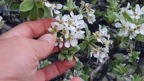 Blooming wild pear tree, flowering wild pear tree, 스톡 동영상 130149077